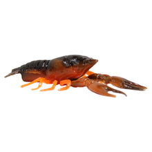 Load image into Gallery viewer, Hi Def Craw Brown Orange 3